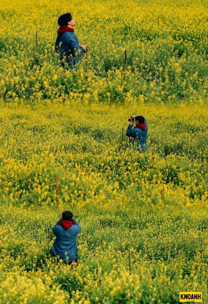 mẫu cánh đồng hoa 4k