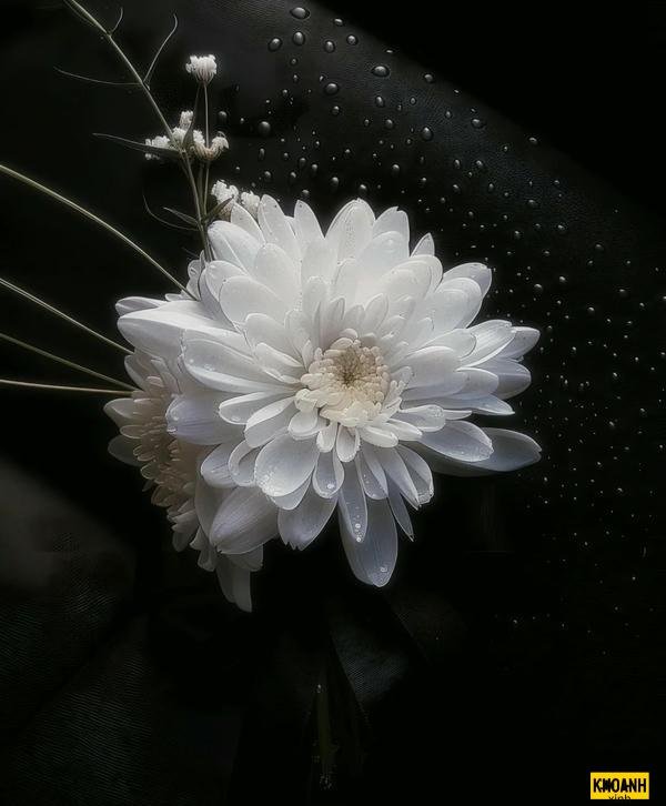 mau hoa cuc trang 4k