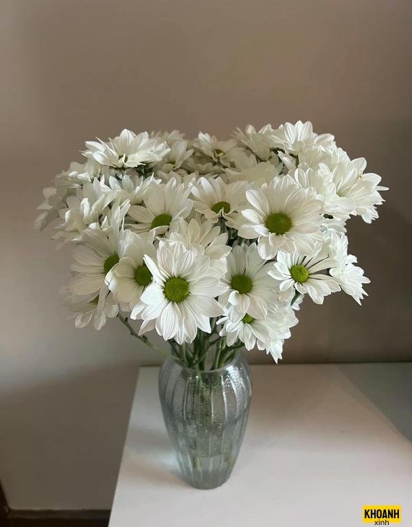 mẫu hoa cúc trắng 4k