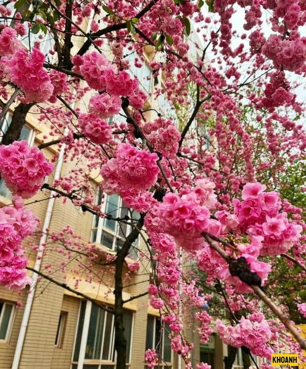 mẫu hoa đào 4k đẹp