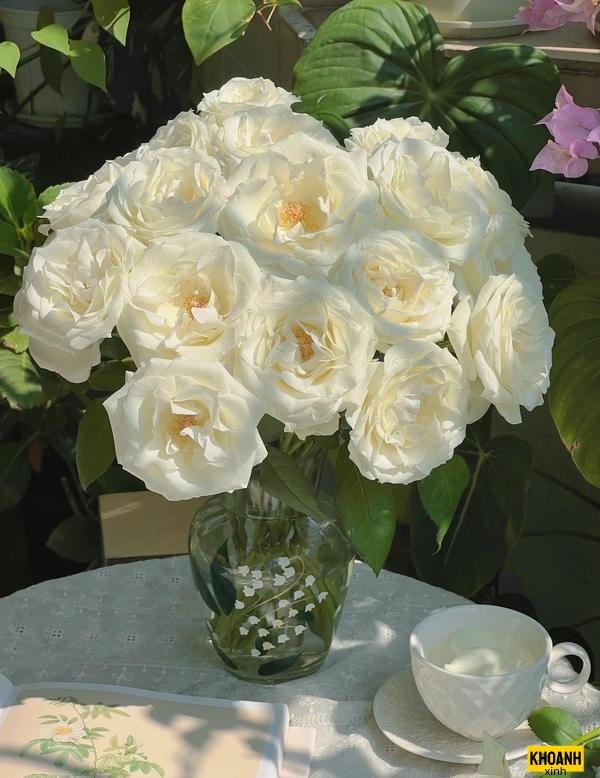 mẫu hoa hồng trắng 4k