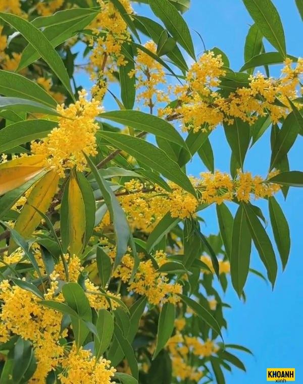 mau hoa nguyet que 4k