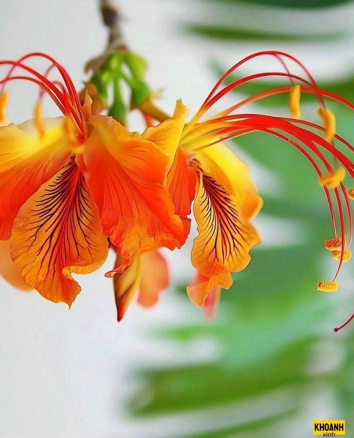 mau hoa phuong 4k net