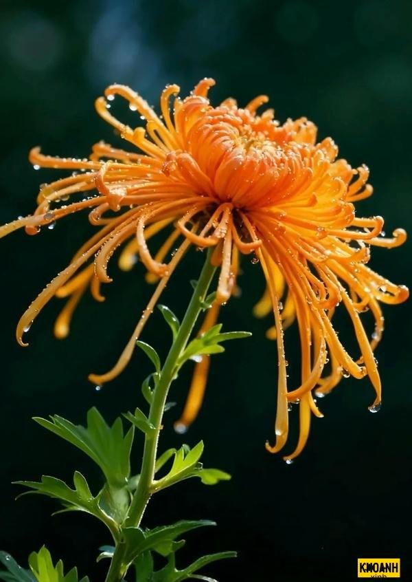 nghệ thuật chụp hoa cúc