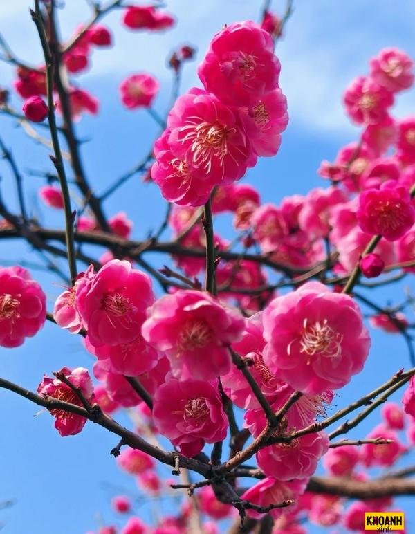 nghệ thuật chụp hoa đào