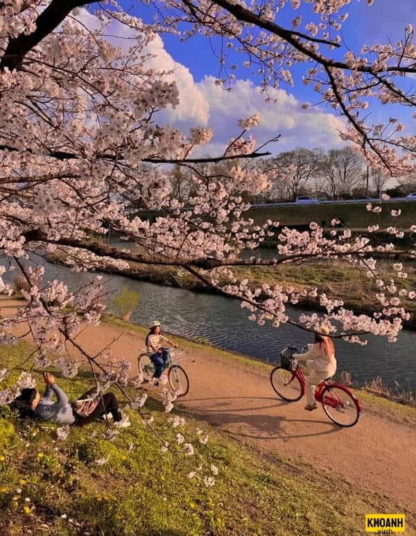 nghệ thuật hoa anh đào