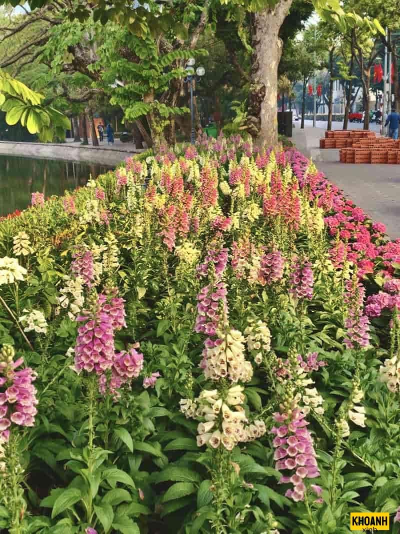 nghe thuat hoa thu ha noi