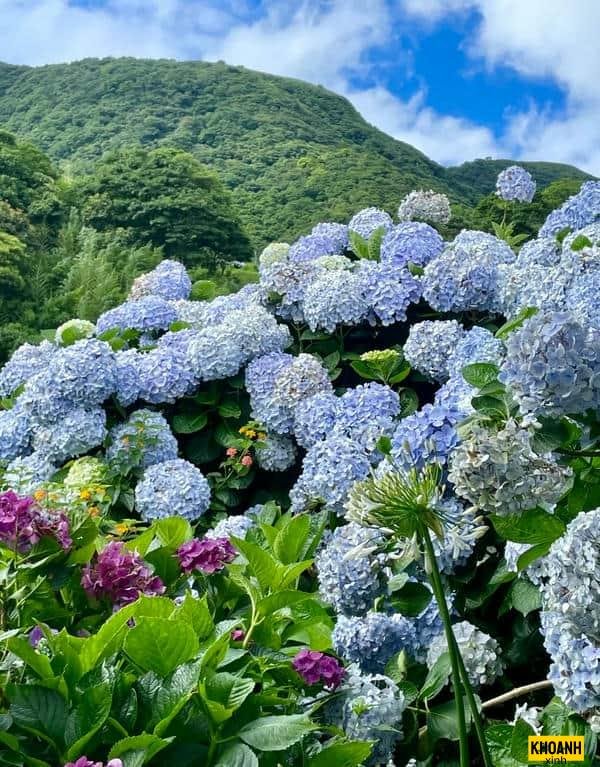 nghệ thuật hoa tú cầu