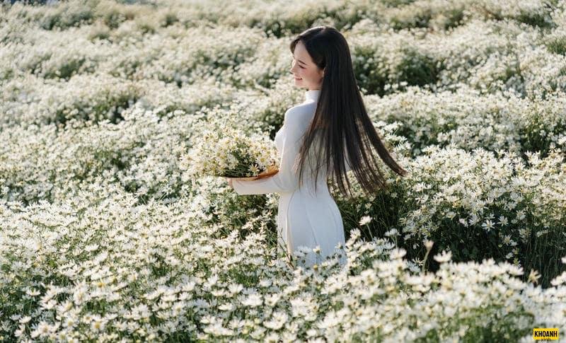 nhành cúc họa mi nét