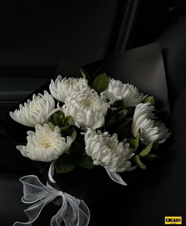 nhành cúc nhỏ tinh khôi