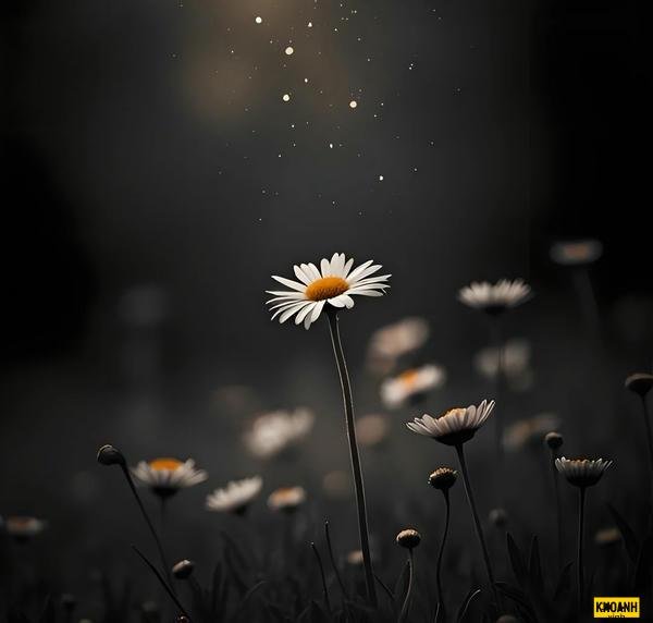 nhành cúc trắng mỏng manh