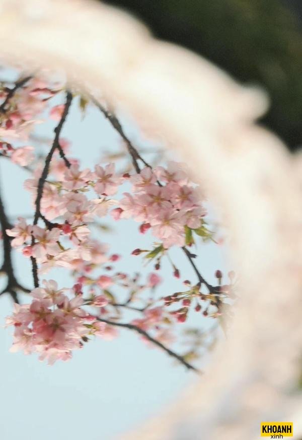 nhanh dao hong ruc ro