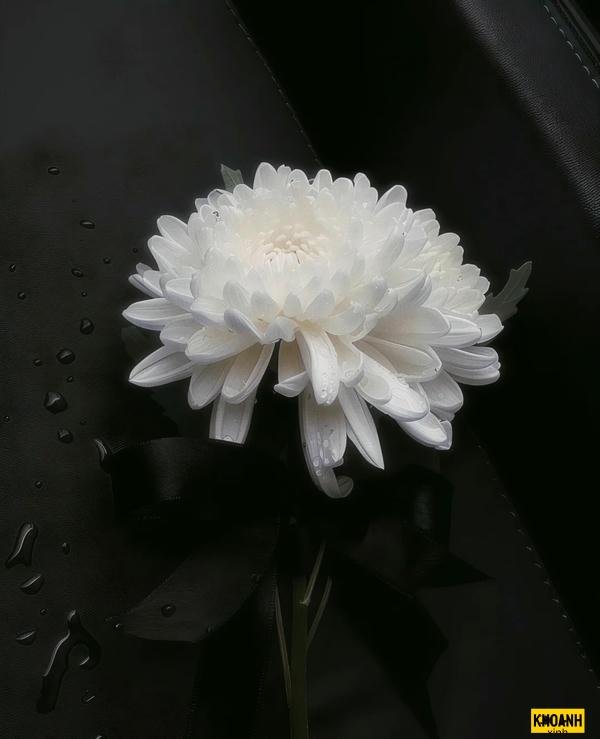 nhanh hoa cuc trang net