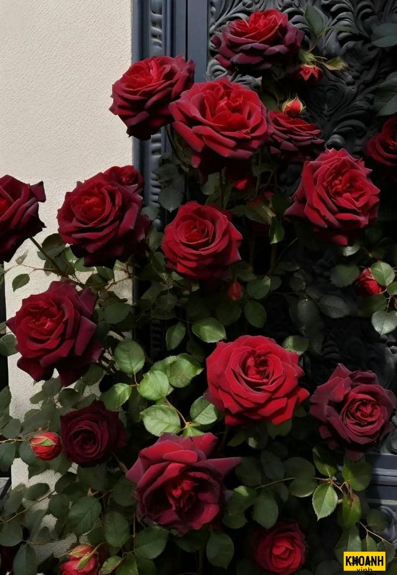 nhanh hoa hong don gian