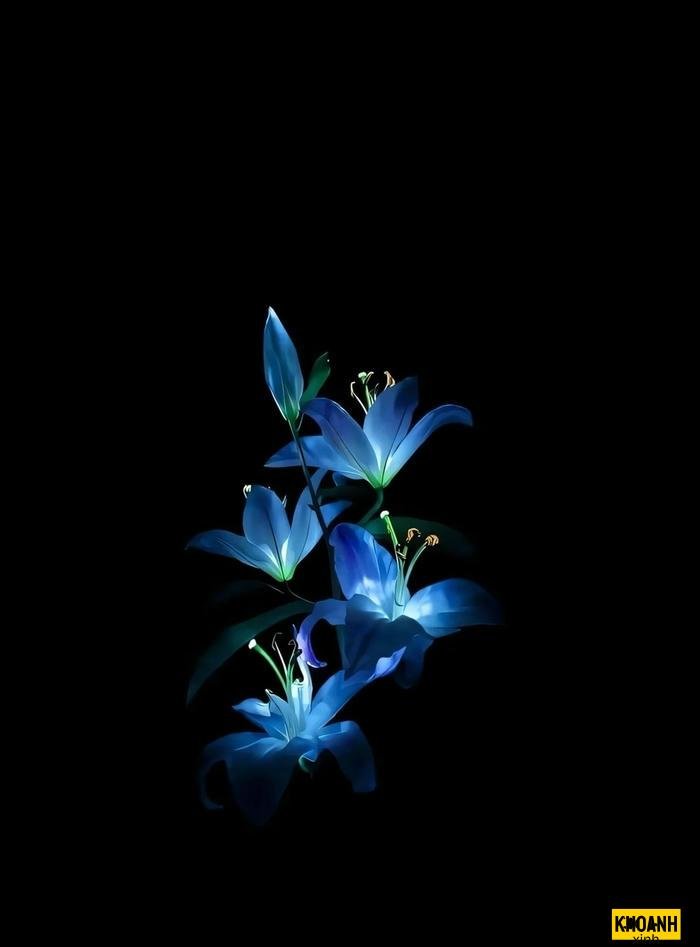 nhành hoa ly nở rộ