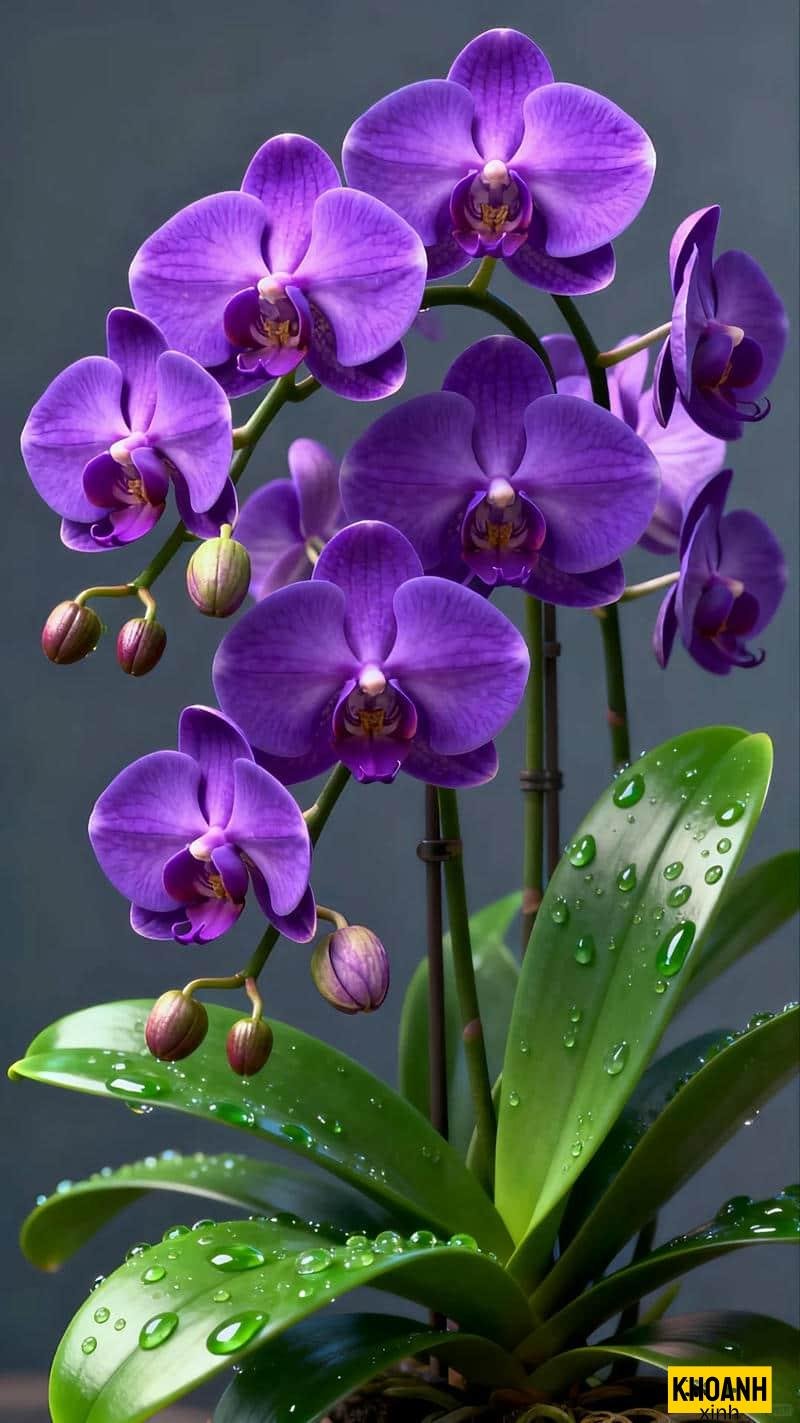 nhanh hoa no tu nhien