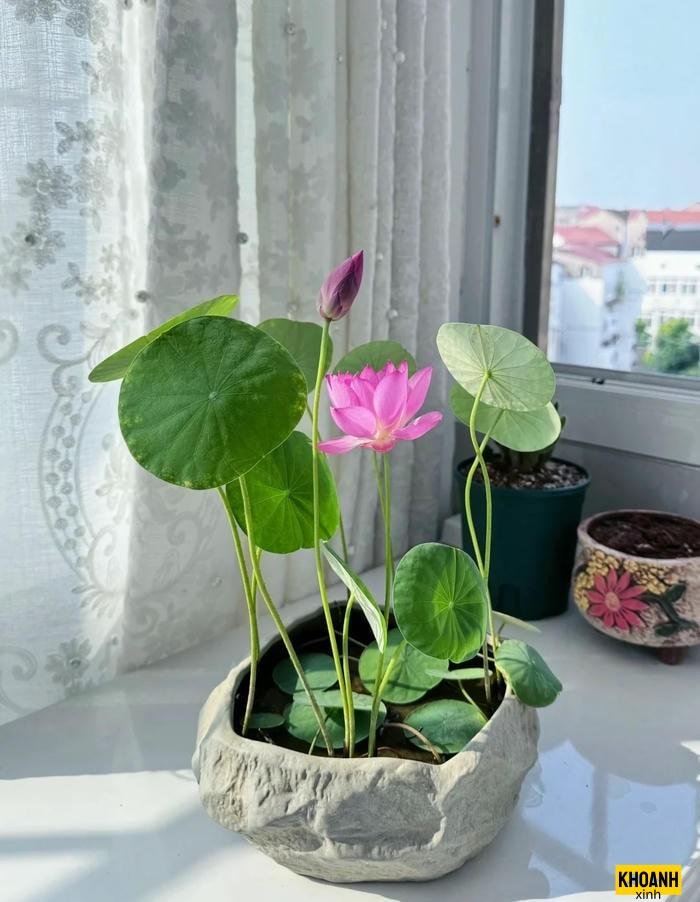 nhanh hoa sen xanh ngat