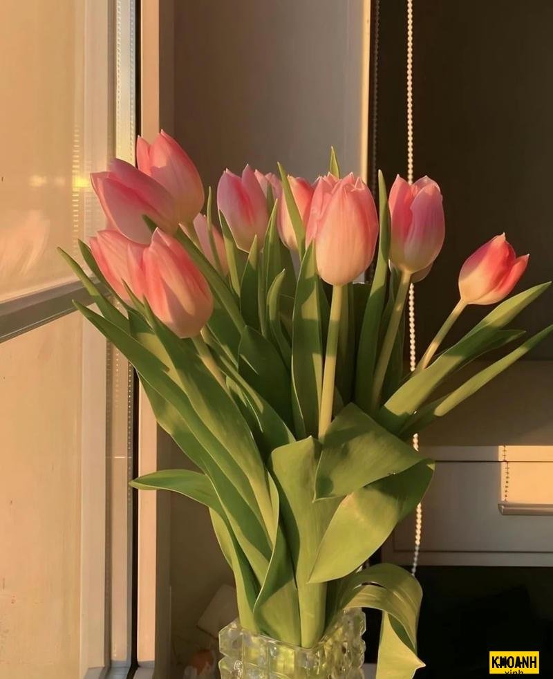 nhanh hoa tulip cuc net