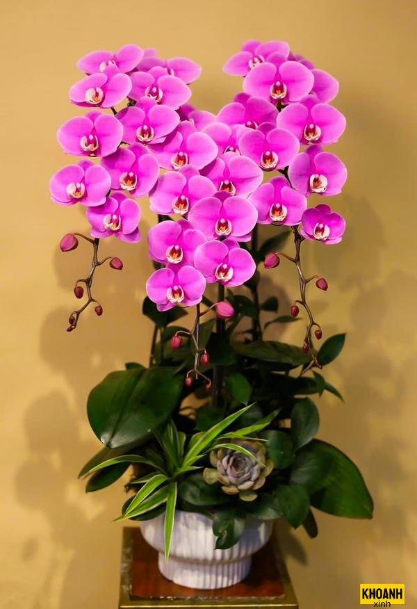 nhanh lan ho diep hong