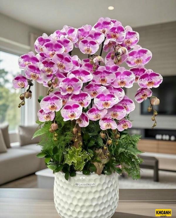 nhành lan hồ điệp hồng