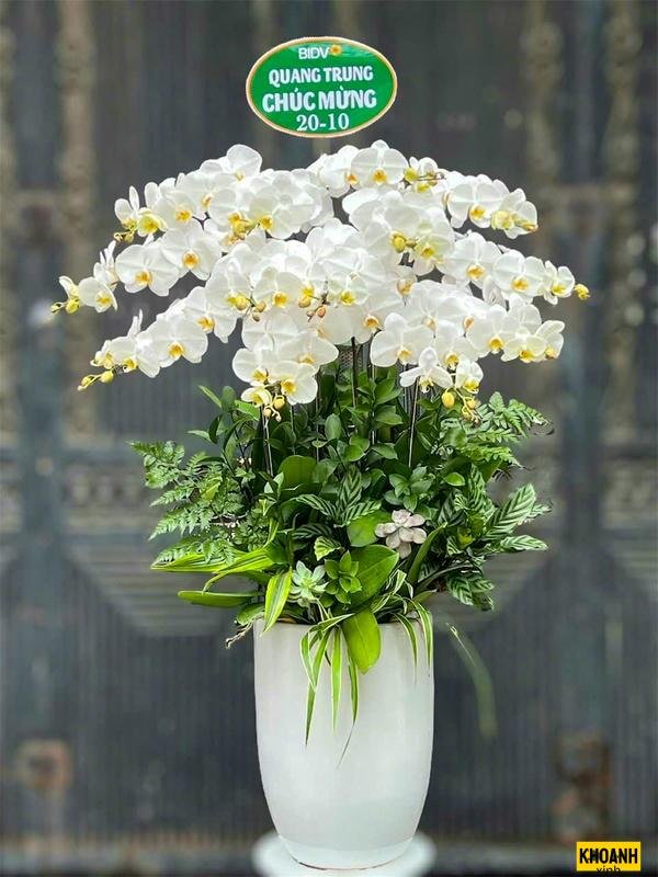 nhanh lan ho diep trang