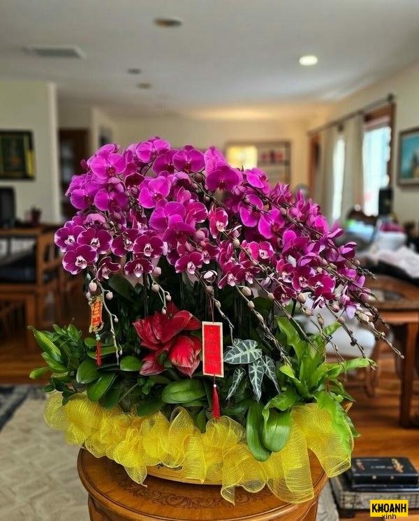 nhành lan hồ điệp trắng