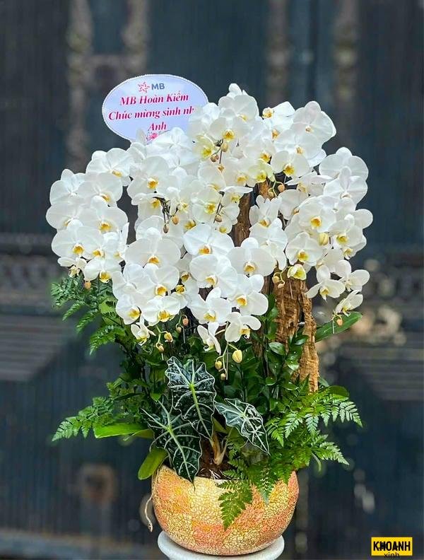 nhành lan trắng tinh khôi