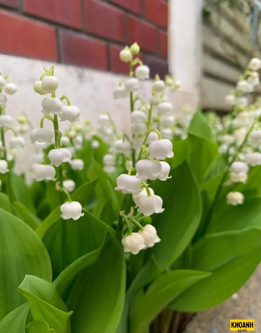 nhành linh lan nhỏ xinh