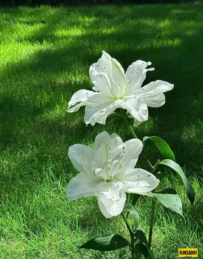 nhành ly trắng mỏng manh