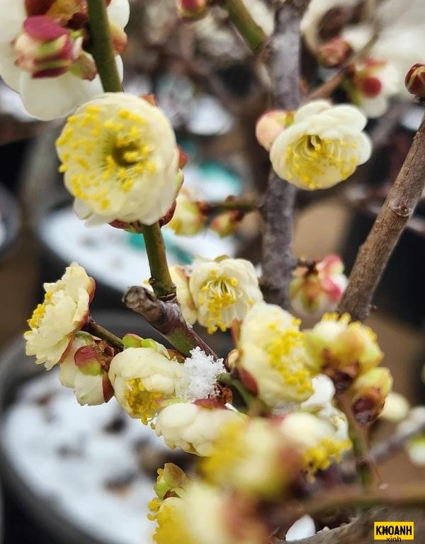 nhành mai vàng cực nét
