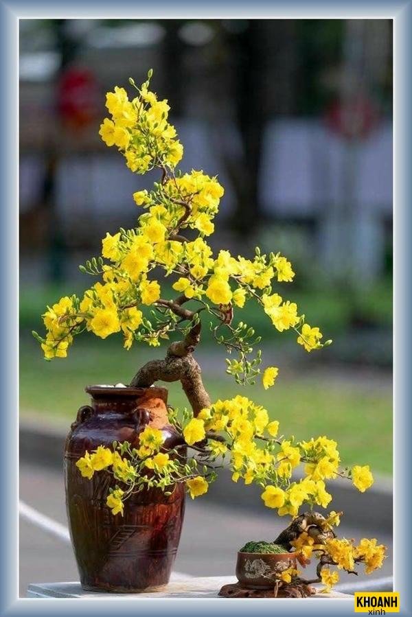 nhành mai xuân tinh khôi