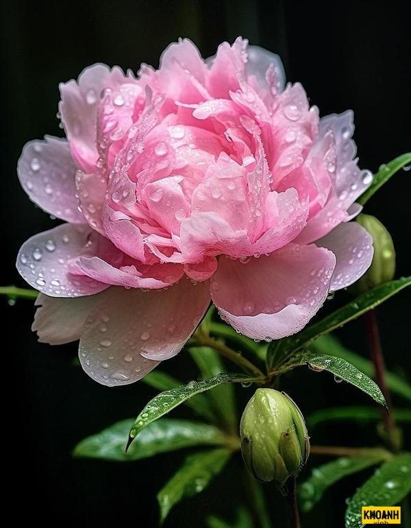 nhành mẫu đơn quý phái