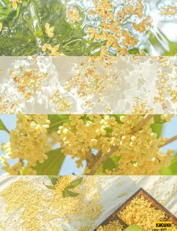 nhành nguyệt quế cực nét