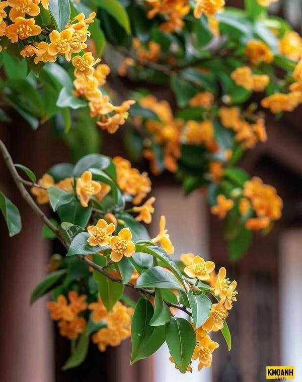 nhanh nguyet que no ro