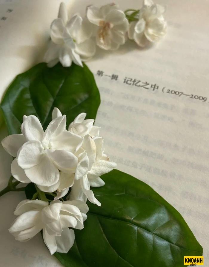 nhành nhài ta cực nét