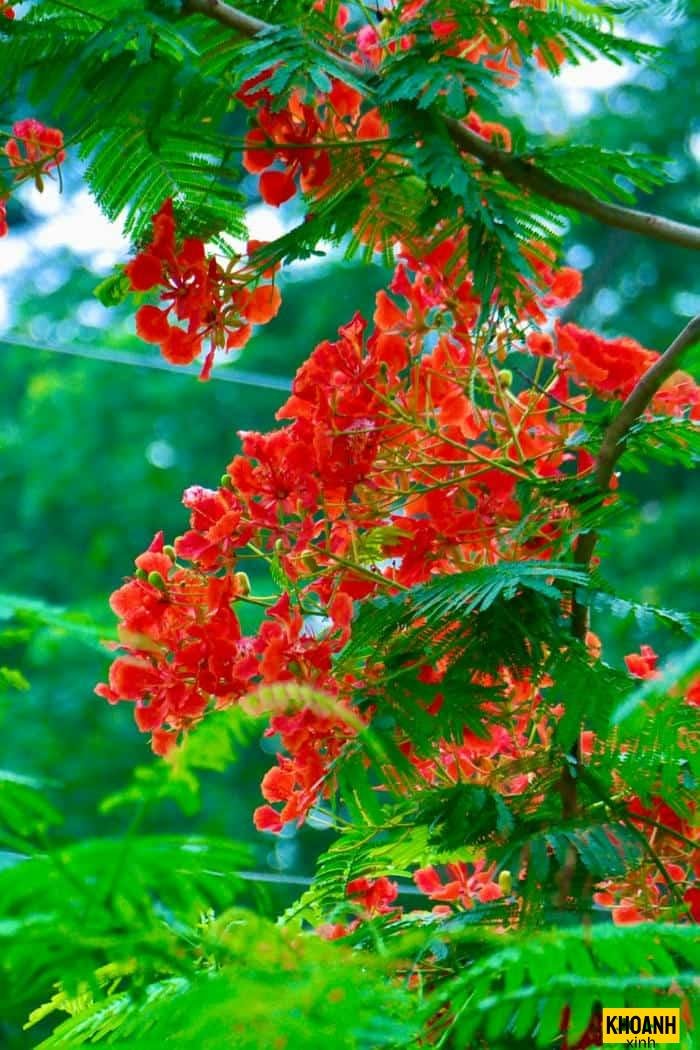 nhành phượng đỏ sân trường