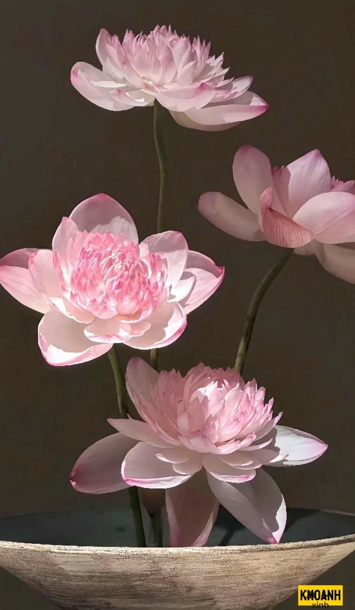 nhành sen hồng mỏng manh