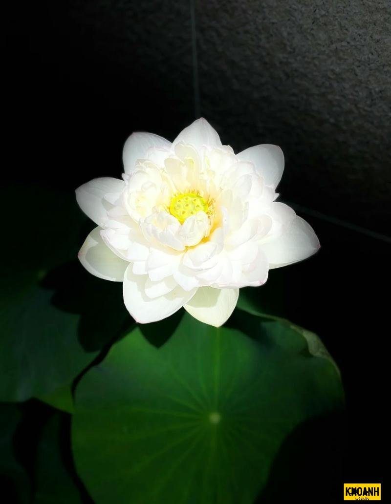 nhanh sen trang don le