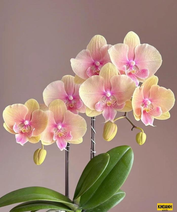 nhung doa hoa tuoi tham