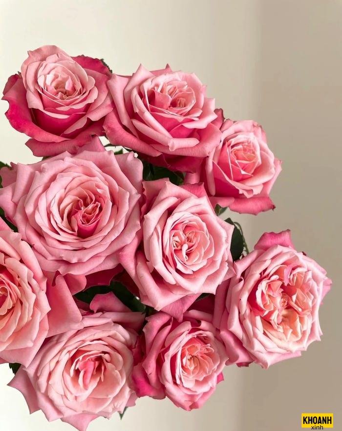 nhung nhanh hoa lung linh