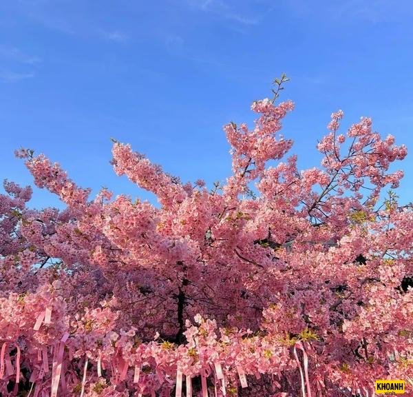 phong canh hoa anh dao