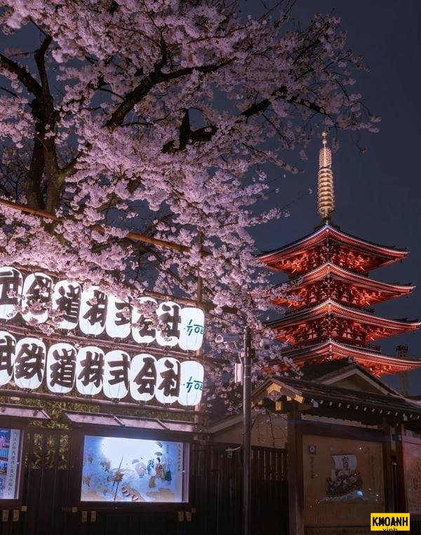 phong cảnh hoa anh đào