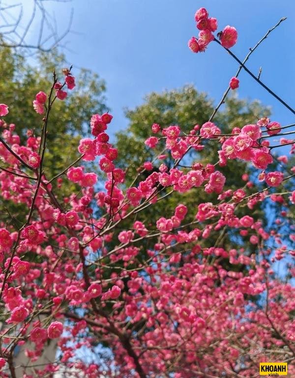 phong cảnh hoa đào đẹp