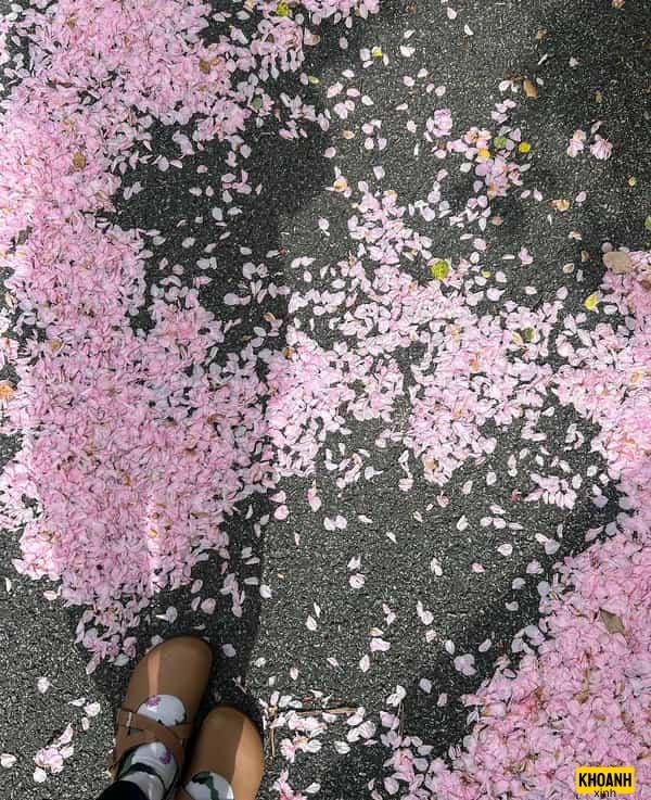 rừng hoa đào rực rỡ