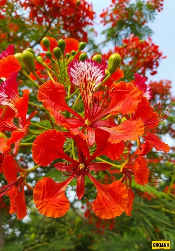 sắc đỏ hoa phượng vĩ