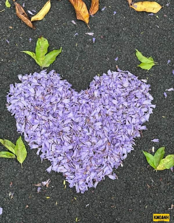 sắc hoa sầu bi nét