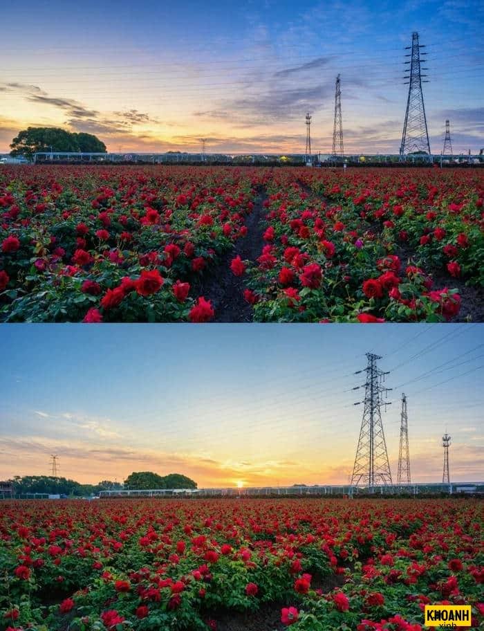 sắc hoa xuân tươi mới