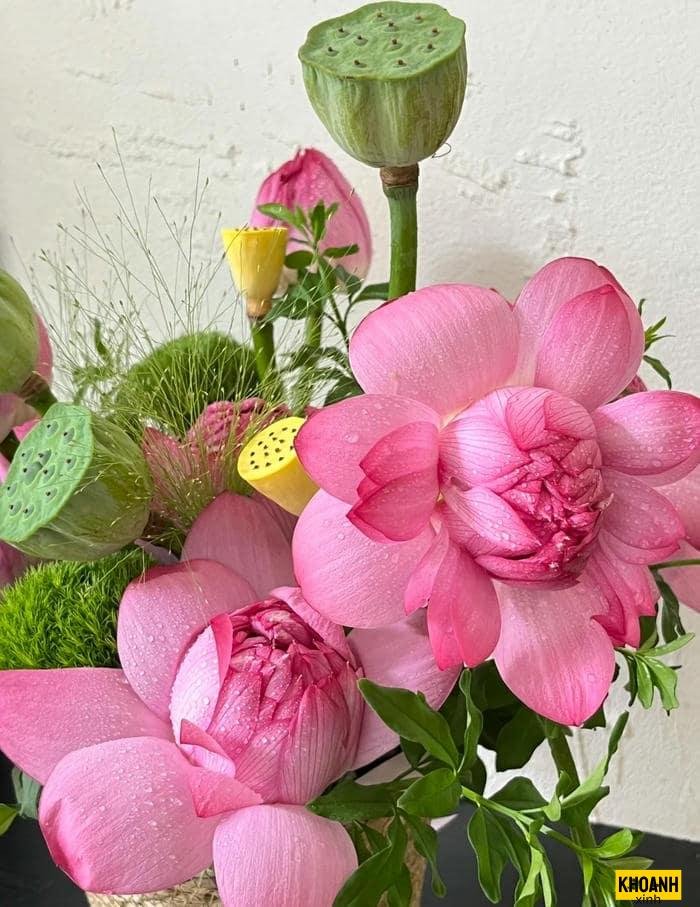 sắc hồng hoa sen hd