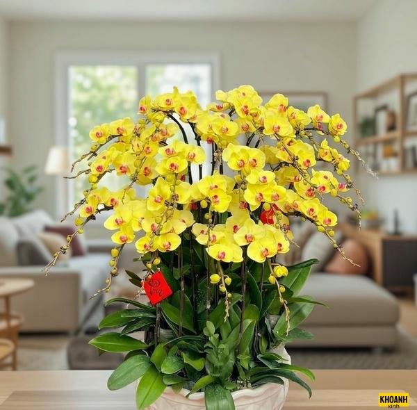 sắc màu hoa lan hd