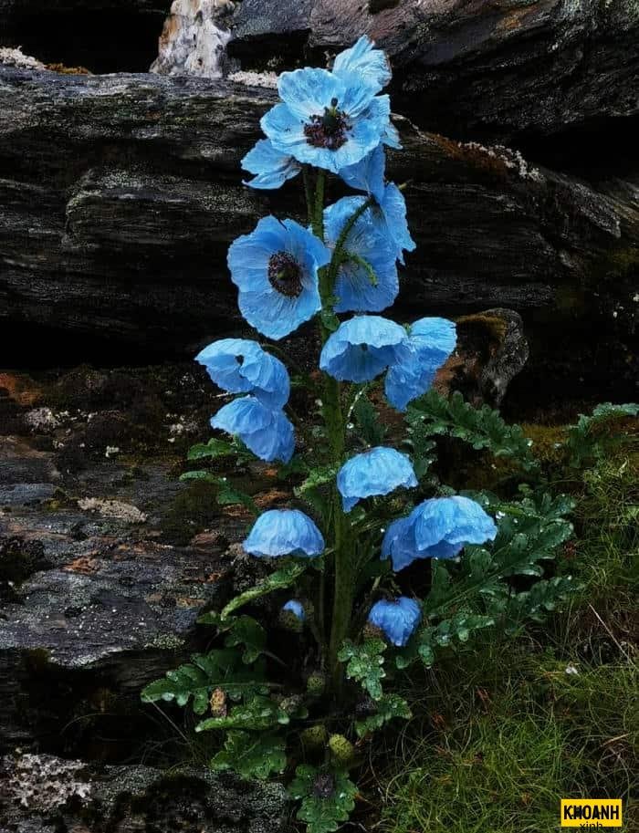 sắc thái các loài hoa